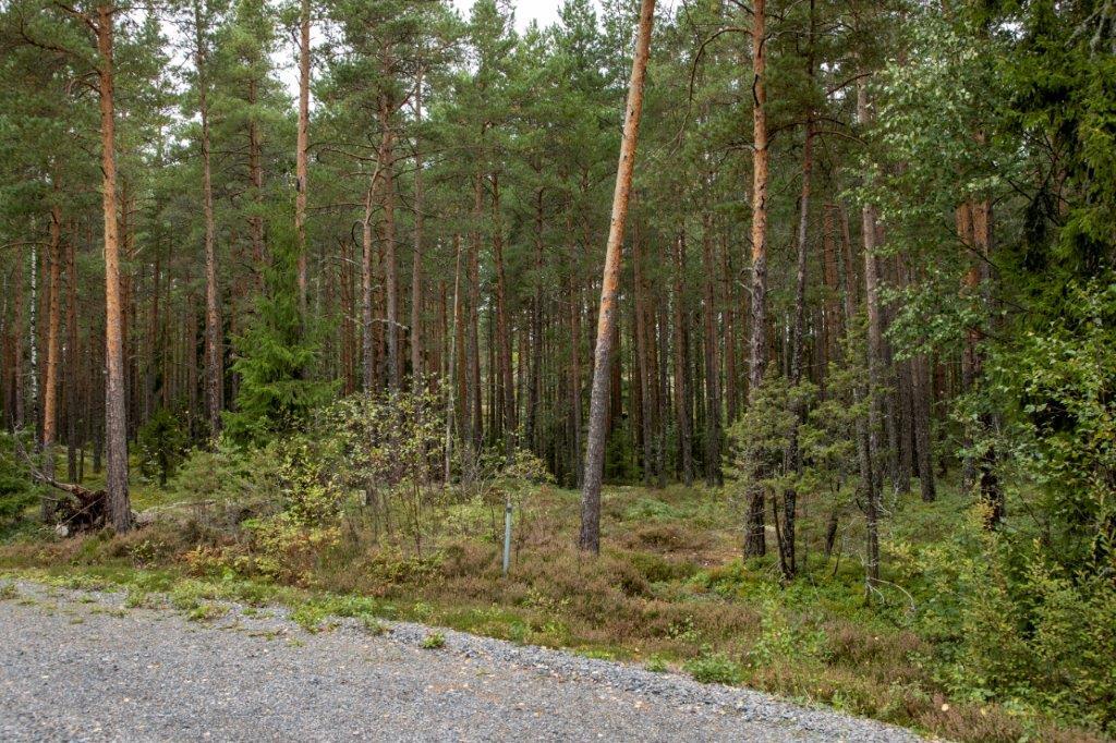 Soratien laidasta alkaa kumpuilevan kallioinen mäntymetsä.