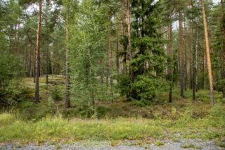 Soratien laidasta alkaa kumpuilevan kallioinen mäntymetsä.