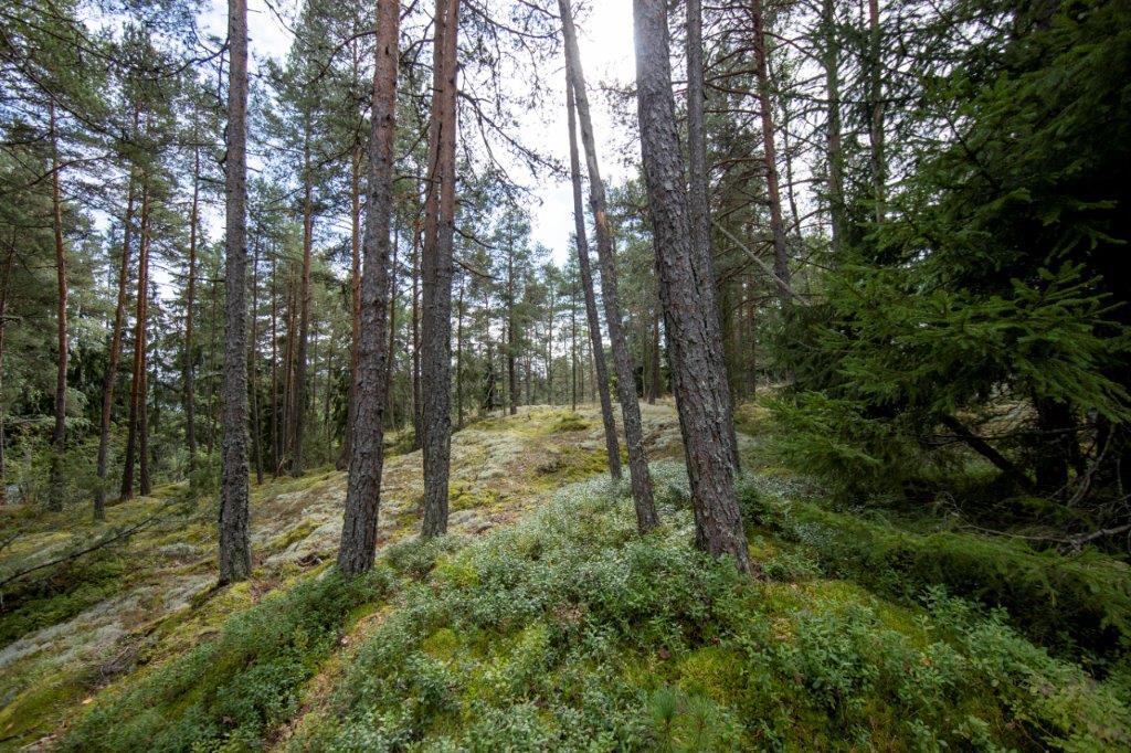 Kumpuilevan kallioinen mäntymetsä.