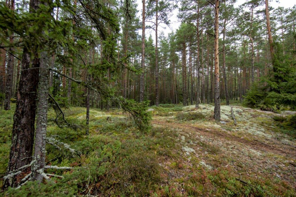 Kumpuileva mäntymetsän maasto.