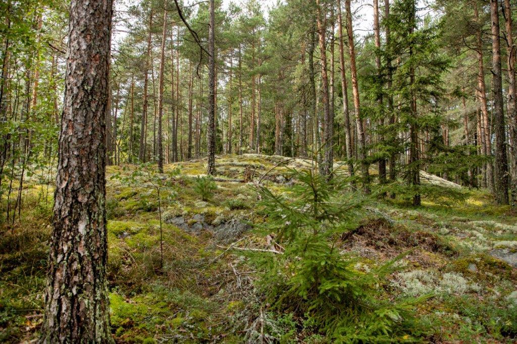 Kumpuileva mäntymetsän maasto.