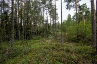 Kumpuileva mäntymetsän maasto.