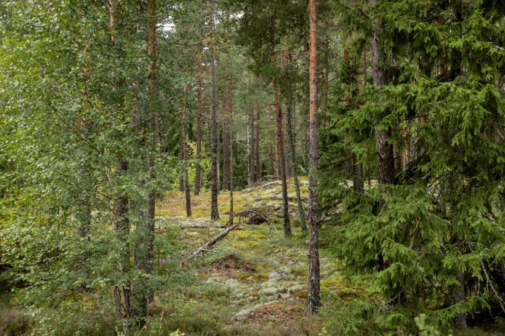 Kumpuileva mäntymetsän maasto.