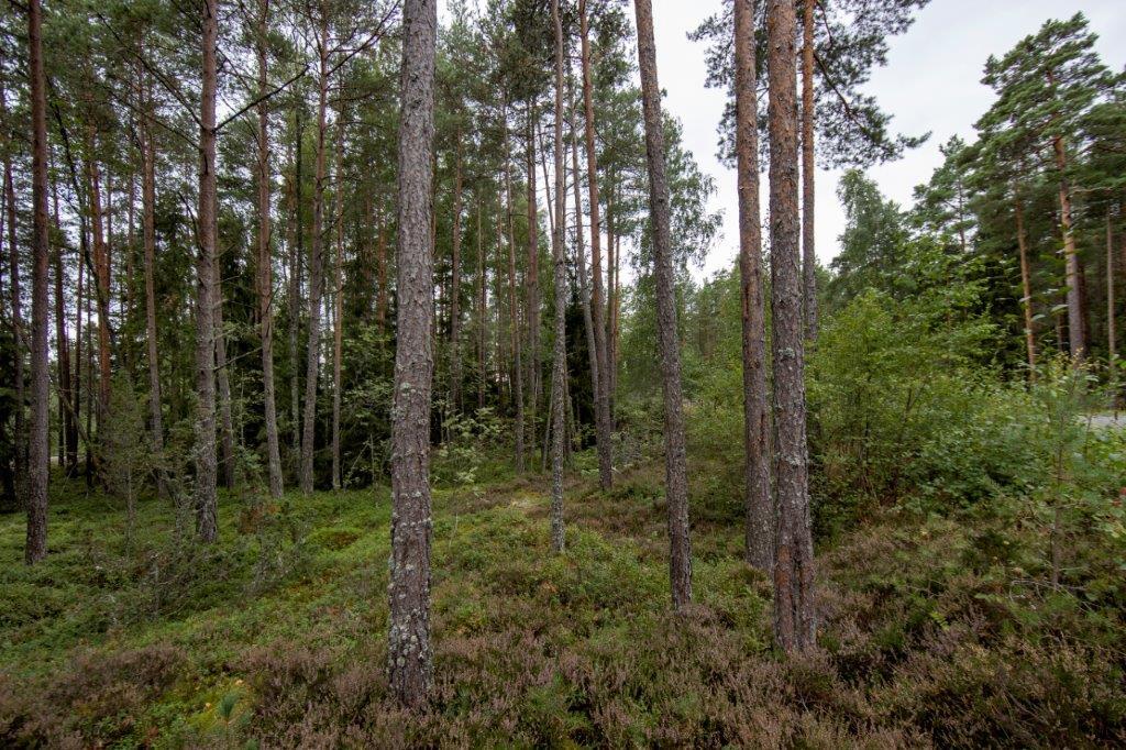 Kumpuileva mäntymetsän maasto.