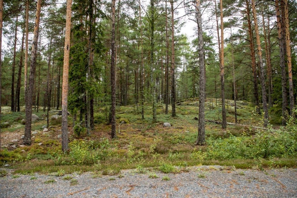 Kumpuileva mäntymetsän maasto.