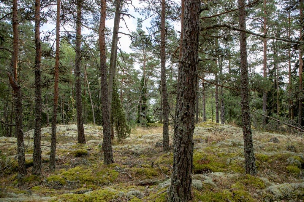 Kumpuileva mäntymetsän maasto.