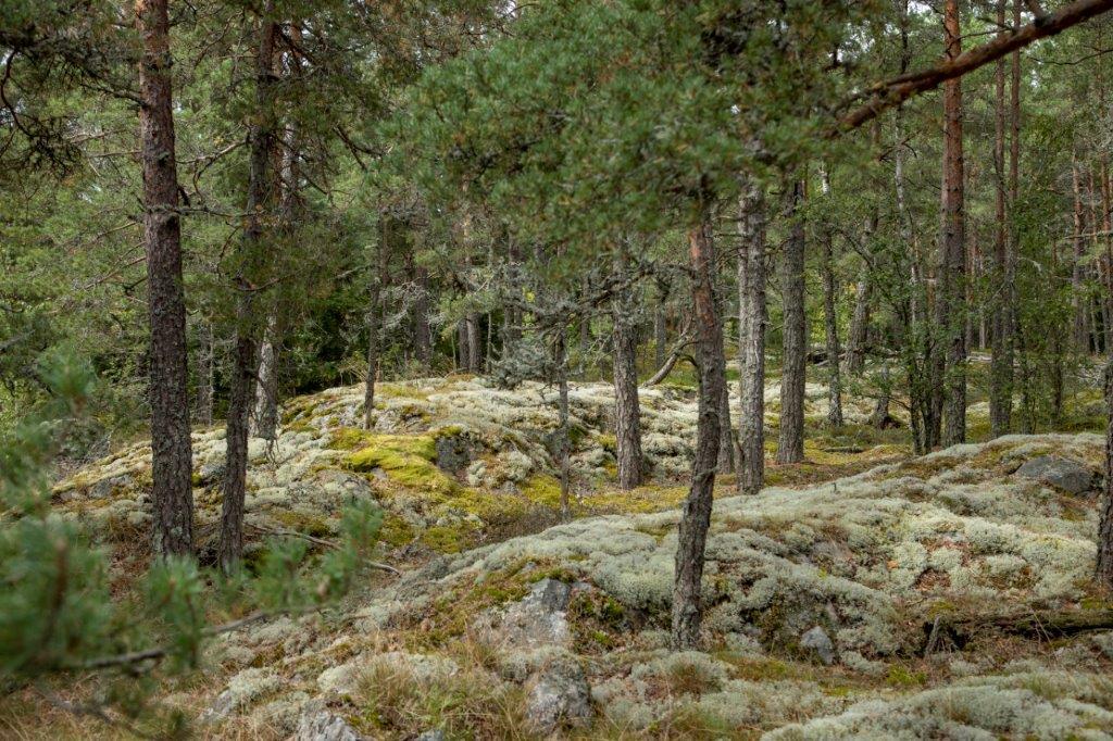 Kumpuilevan kallioinen mäntymetsä.