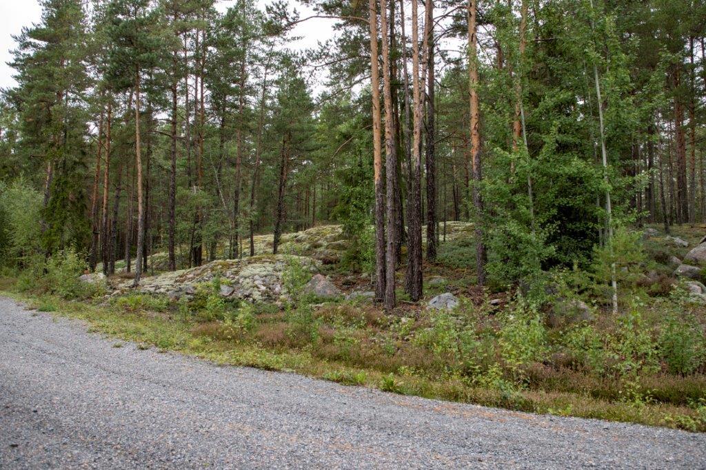 Soratien laidasta alkaa kumpuilevan kallioinen mäntymetsä.