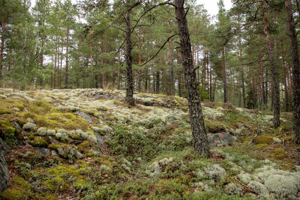 Kumpuileva mäntymetsän maasto.