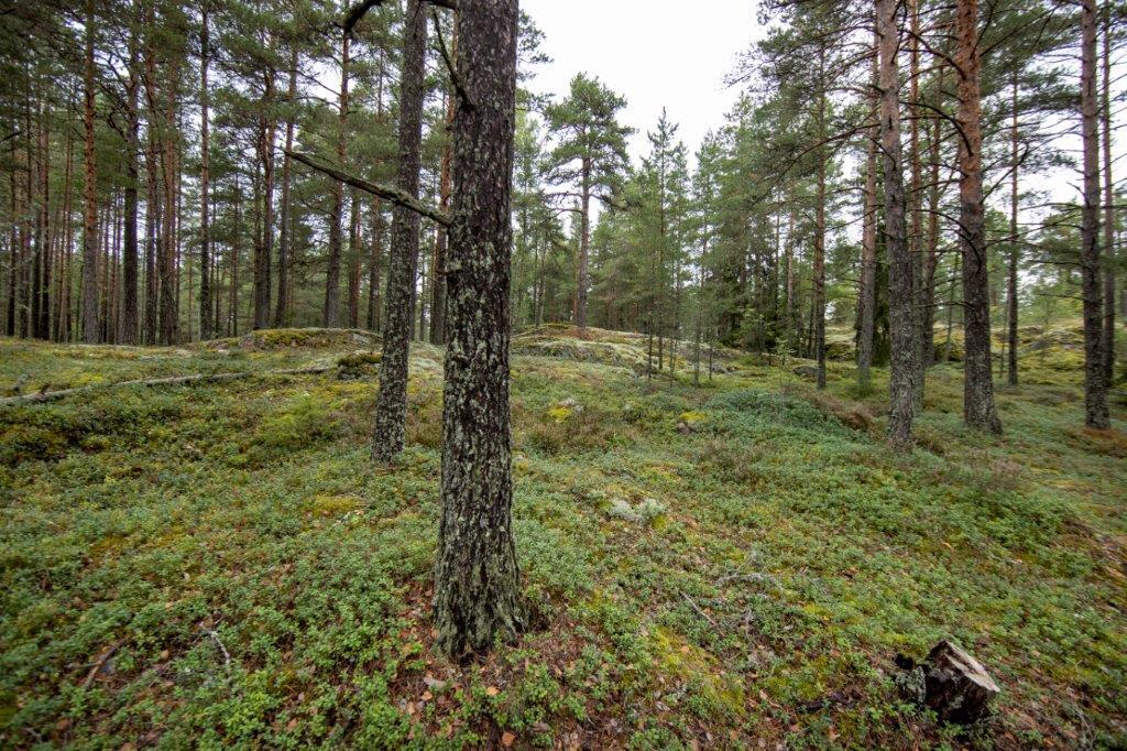 Kumpuileva mäntymetsän maasto.