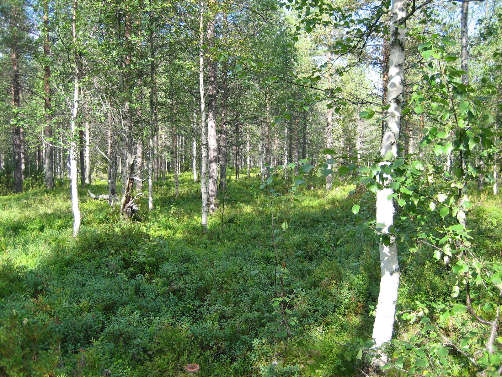 Kuvan etualalla kasvaa vehreää varvikkoa. Tontin takaosassa kasvaa koivuja ja mäntyjä.