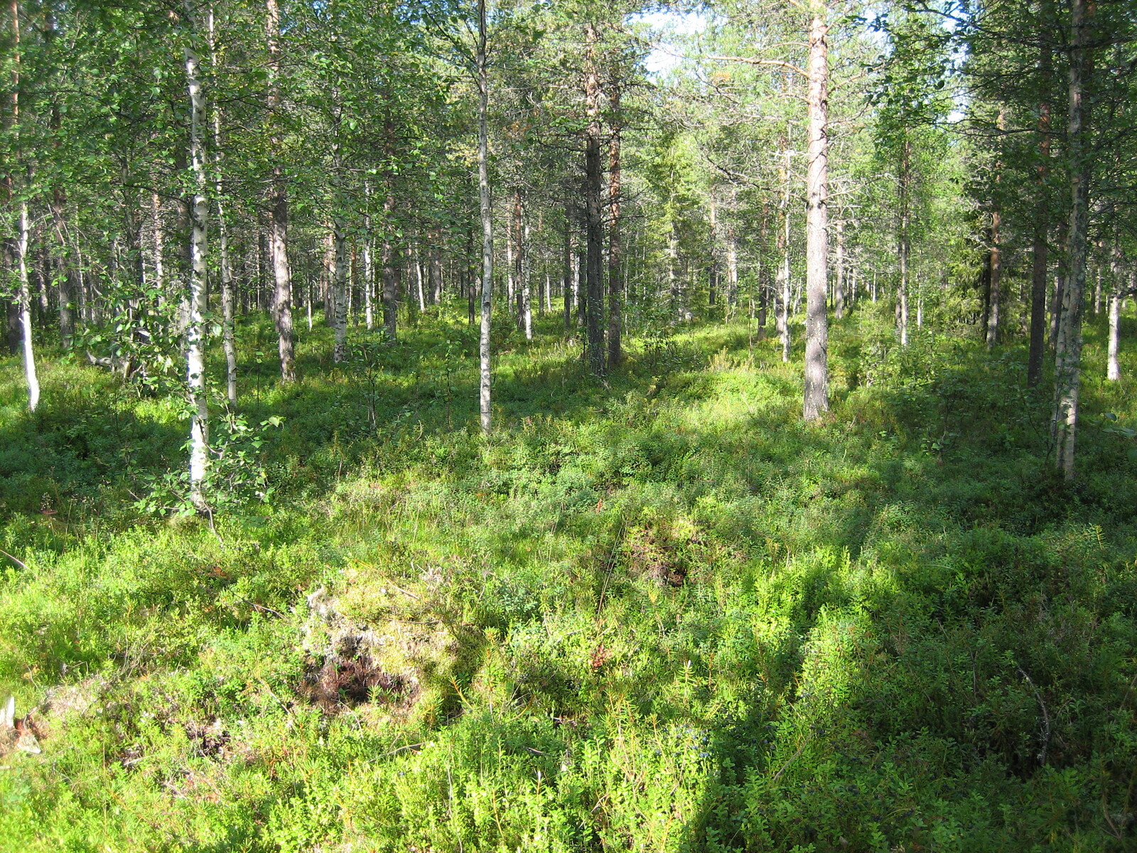 Kuvan etualalla kasvaa vehreää varvikkoa. Tontin takaosassa kasvaa koivuja ja mäntyjä.