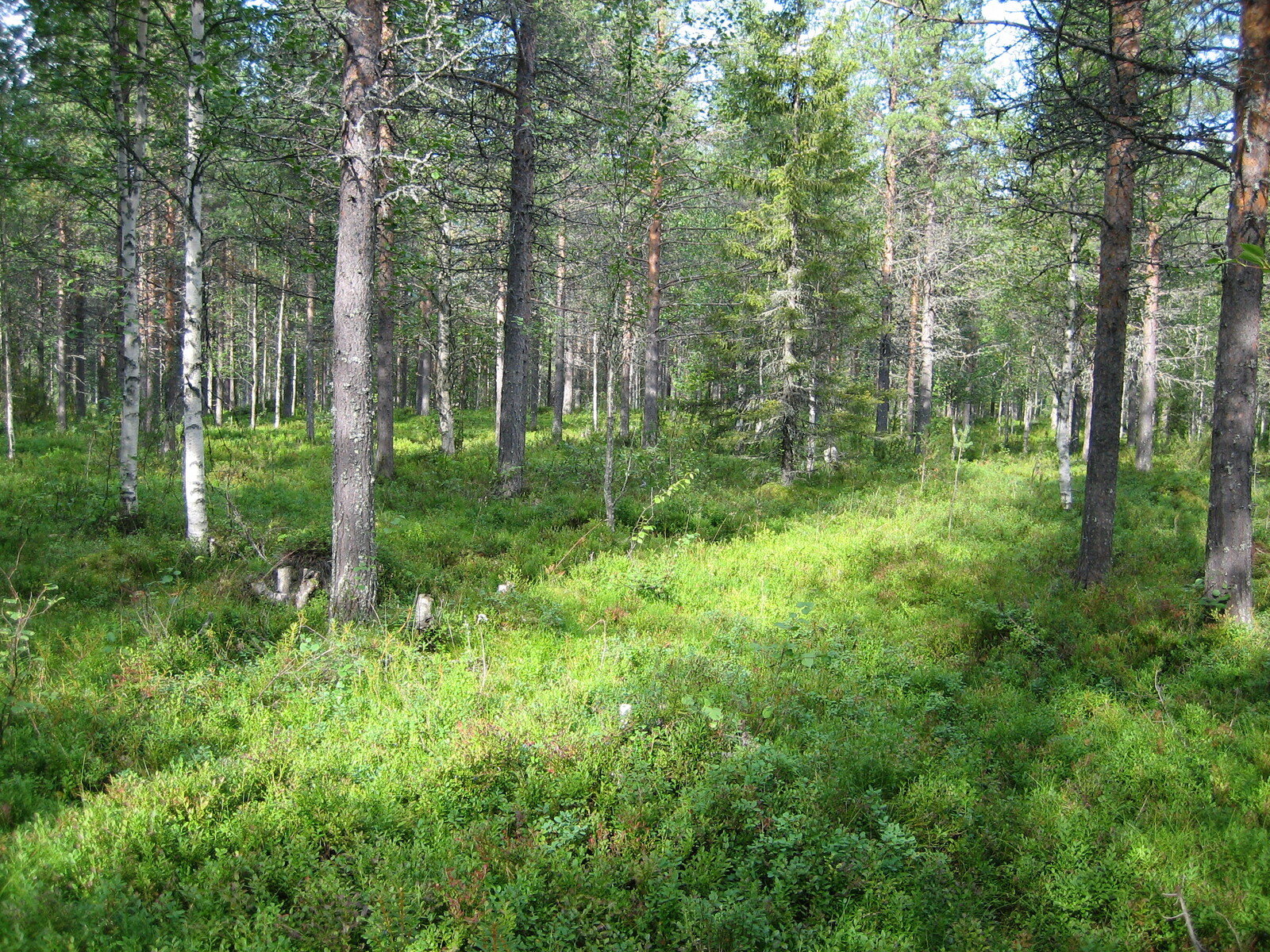 Kuvan etualalla kasvaa vehreää varvikkoa. Tontin takaosassa kasvaa koivuja ja mäntyjä.