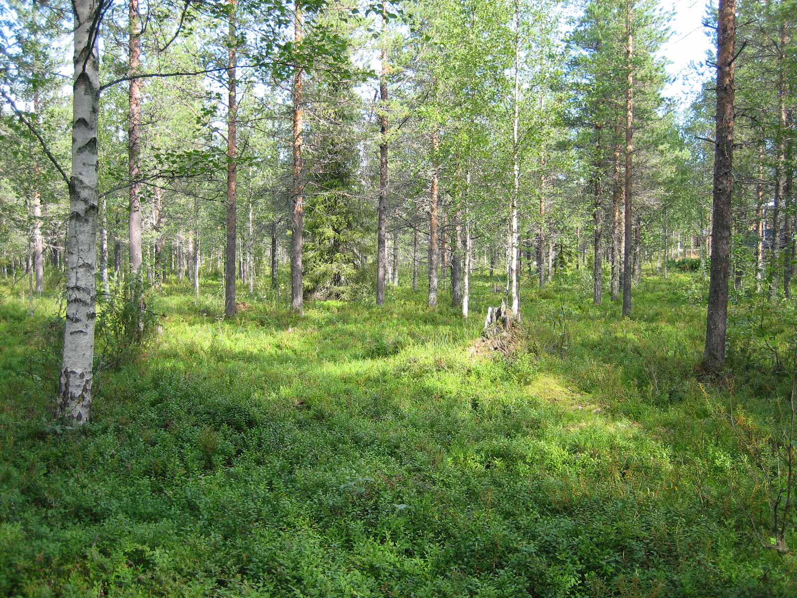 Kuvan etualalla kasvaa vehreää varvikkoa. Tontin takaosassa kasvaa koivuja ja mäntyjä.