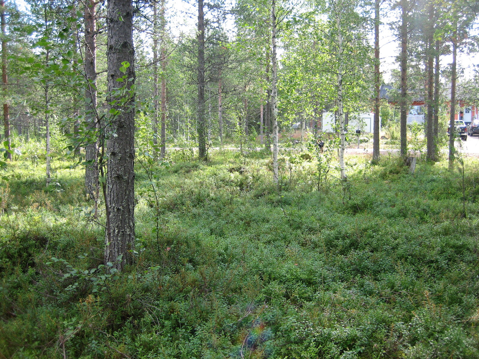 Kuvan etualalla kasvaa vehreää varvikkoa. Tontin takaosassa kasvaa koivuja ja mäntyjä.