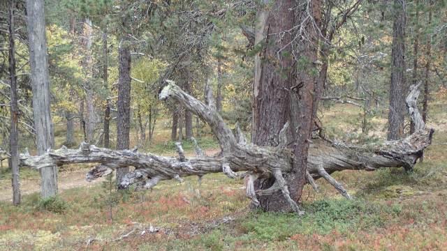 Mäntyvaltaisessa metsässä vanha kaatunut kelo nojaa elävän männyn rungossa olevaan haaraan.