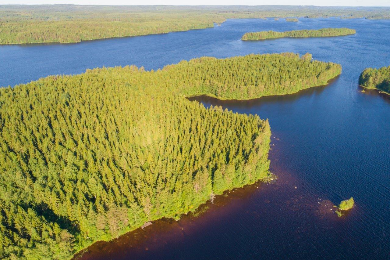 Saari, jossa paljon kuusia ja hieman lehtipuita rannassa.