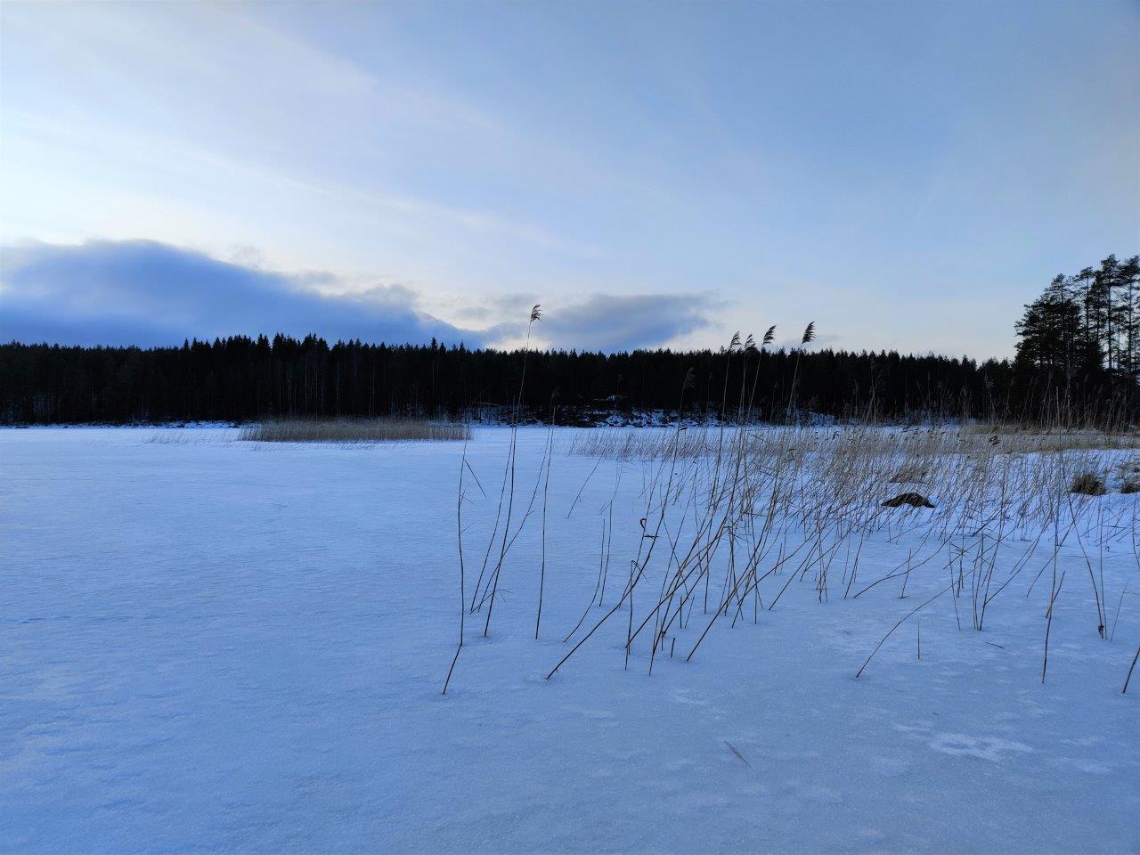 Jäätynyt järven selkä tontilta katsottuna, kaislikkoa ja kiviä pilkistää jään alta.