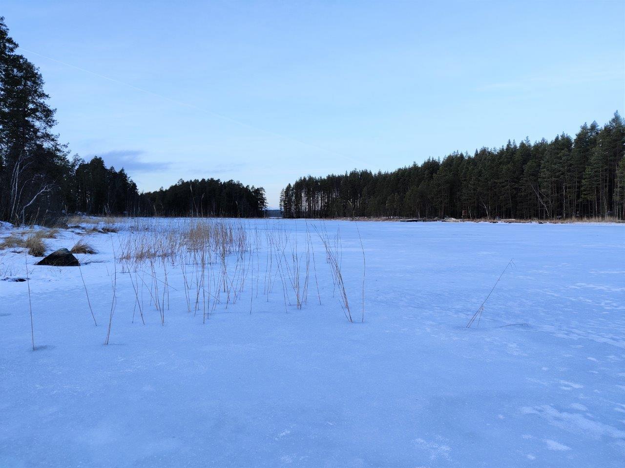 Jäätynyt lahti tontin edustalla, havupuita rannassa, kiviä ja kaislikkoa pilkistää jään alta.