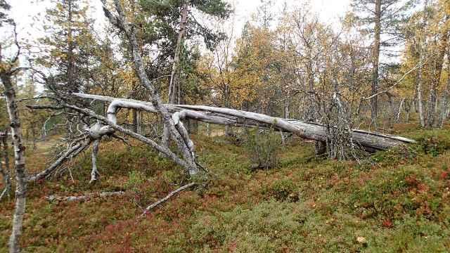 Ruskan värjäämässä tunturimetsikössä kaatunut kelo nojaa muita puita vasten.