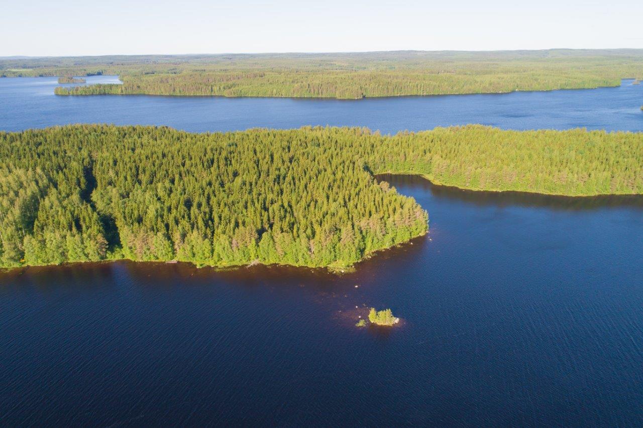 Saari jossa paljon kuusia, rannassa lehtipuita.