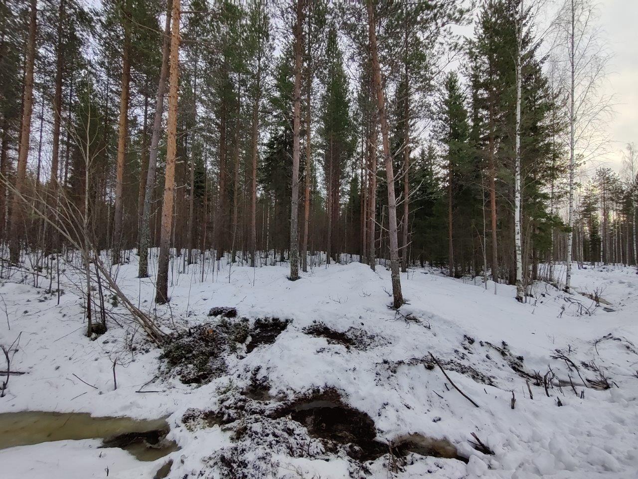 Mäntyjä, kuusia ja koivuja lumen peittämällä kankaalla.