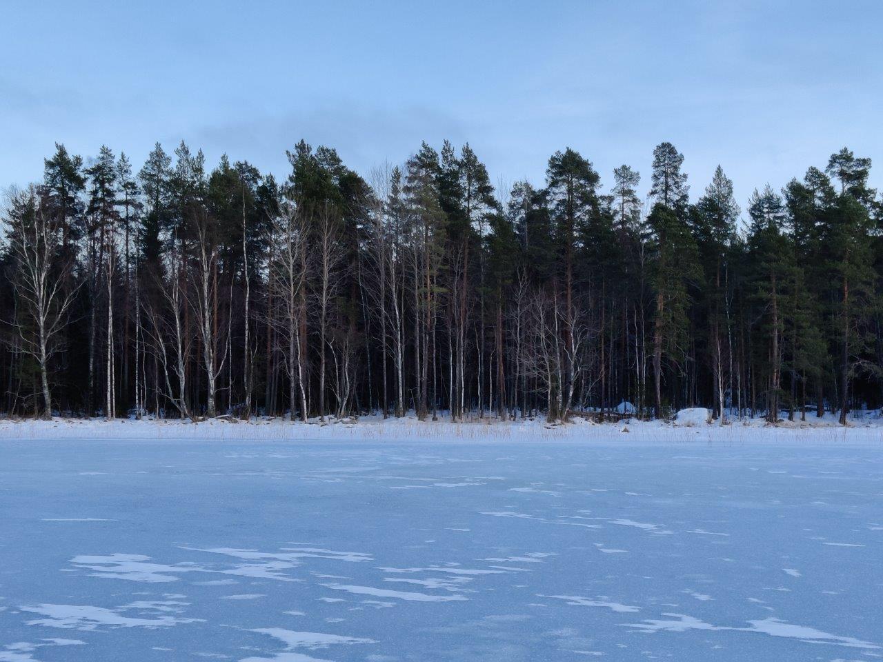 Tontin ranta jäätyneeltä järveltä päin, rannassa lehti- ja havupuita.