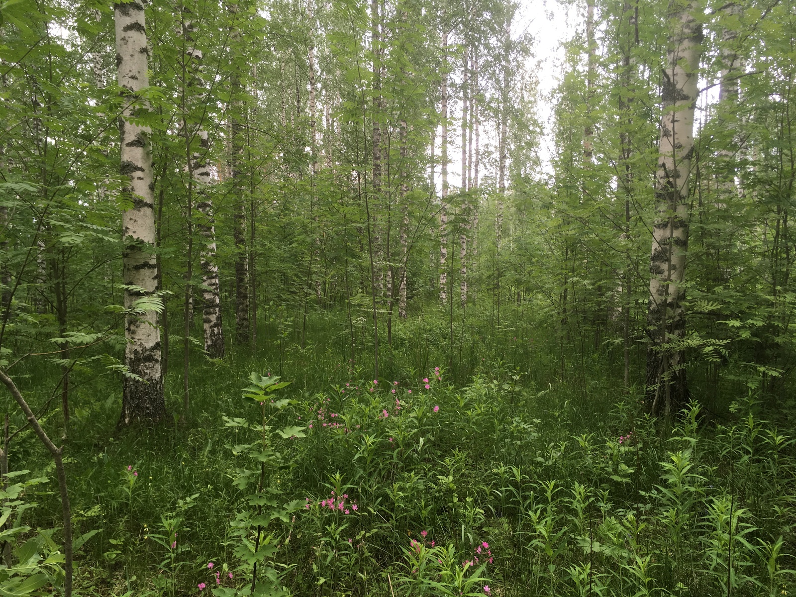 Vehreässä koivuvalaisessa metsässä kasvaa myös pihlajia. Metsäkurjenpolvet kukkivat etualalla.