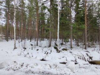 Mäntyjä, kuusia ja koivuja lumen peittämällä kankaalla.