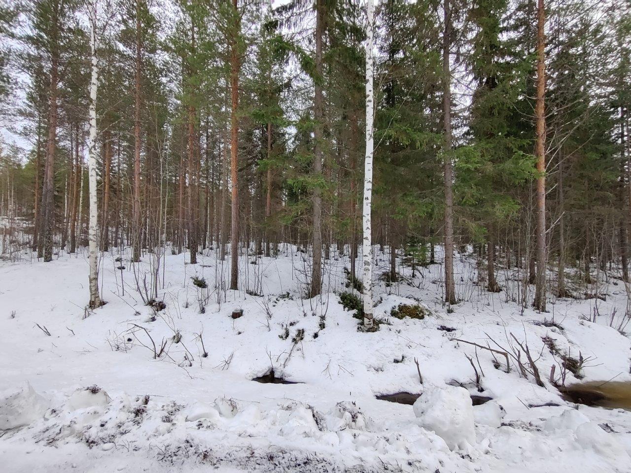 Mäntyjä, kuusia ja koivuja lumen peittämällä kankaalla.