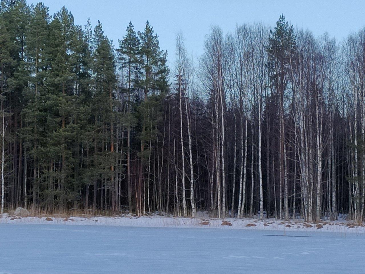 Tontin ranta jäätyneeltä järveltä päin, paljon koivuja ja mäntyjä rannassa.