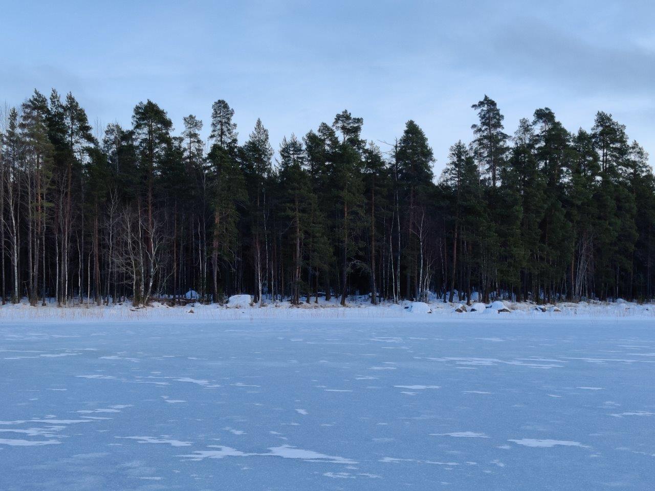 Tontin ranta jäätyneeltä järveltä päin, rannassa lehti- ja havupuita.