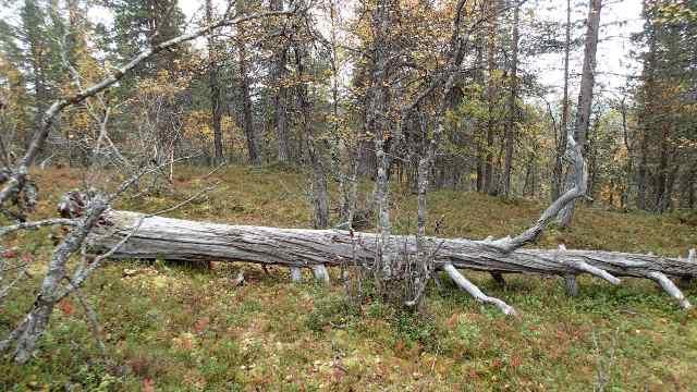 Ruskan värjäämässä metsässä kaatunut kelopuu makaa maata vasten.