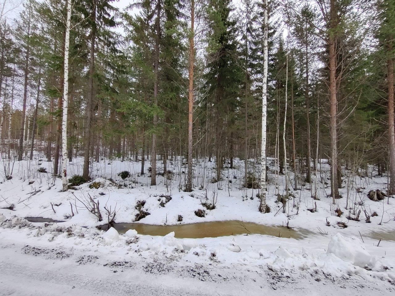 Mäntyjä, kuusia ja koivuja lumen peittämällä kankaalla.