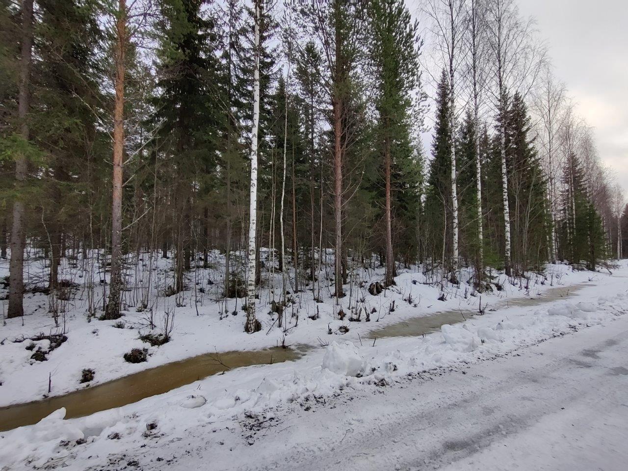 Mäntyjä, kuusia ja koivuja lumen peittämällä kankaalla.