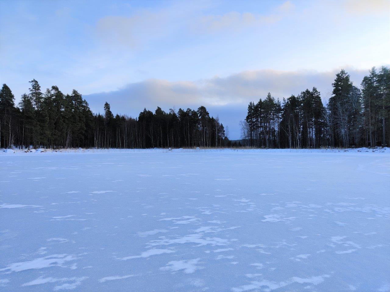 Tontin vieressä jatkuvan metsän ranta jäätyneeltä järveltä päin, rannassa lehti- ja havupuita.