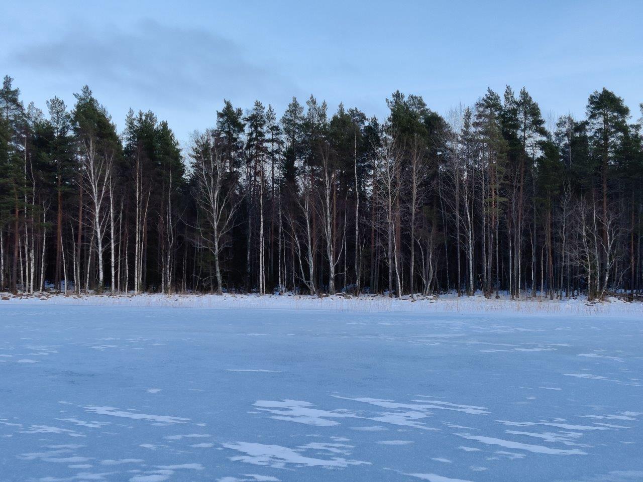 Tontin ranta jäätyneeltä järveltä päin, rannassa lehti- ja havupuita.