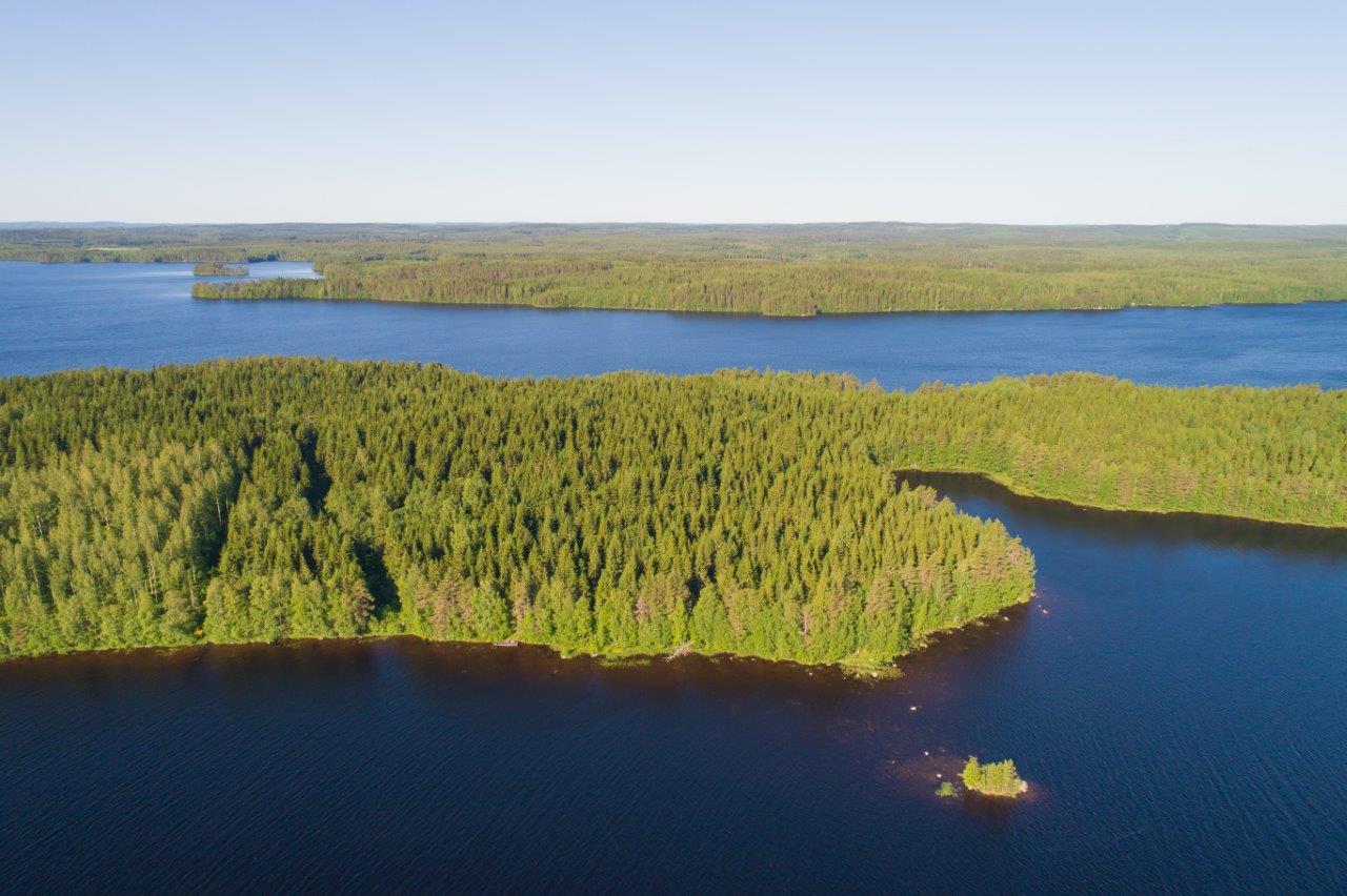 Saari jossa paljon kuusia, rannassa lehtipuita.