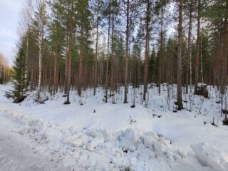 Männyt kasvavat lumen peittämällä kankaalla.