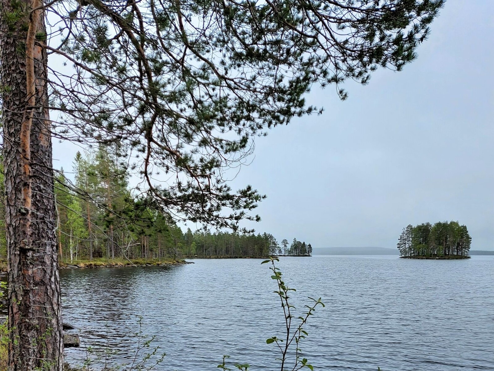 Mänty kuvan vasemmassa laidassa, järvinäkymä Laakajärvelle, kuvassa näkyy horisontissa pieni saari