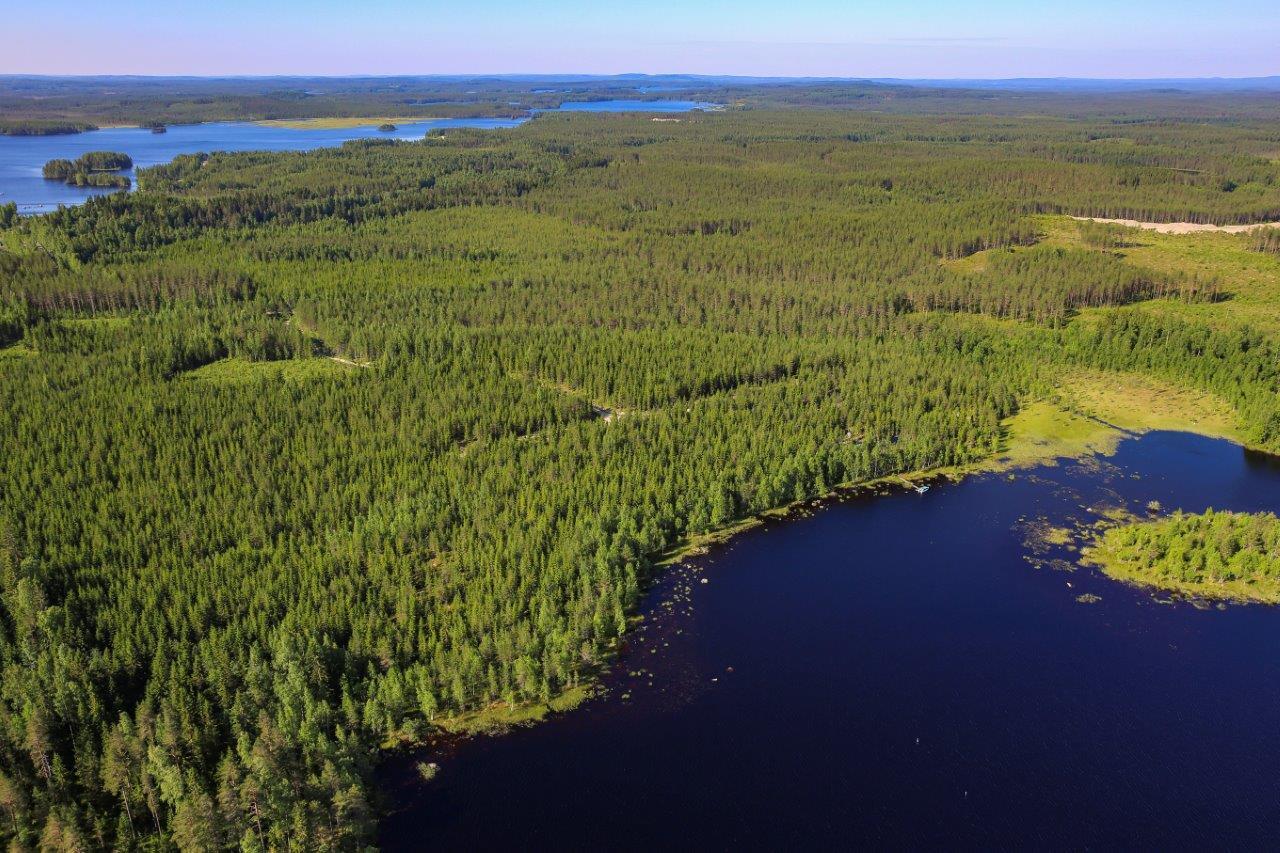 Auringossa kylpevää sekametsää ilmasta käsin kuvattuna.