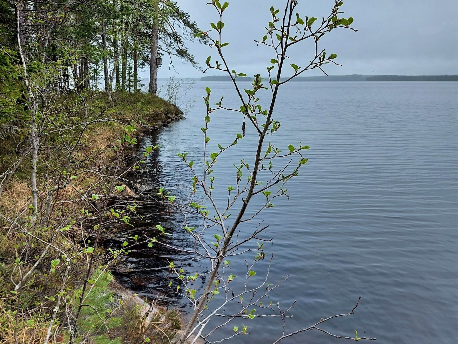 Järven ranta-alue, jossa kasvaa mäntyjä