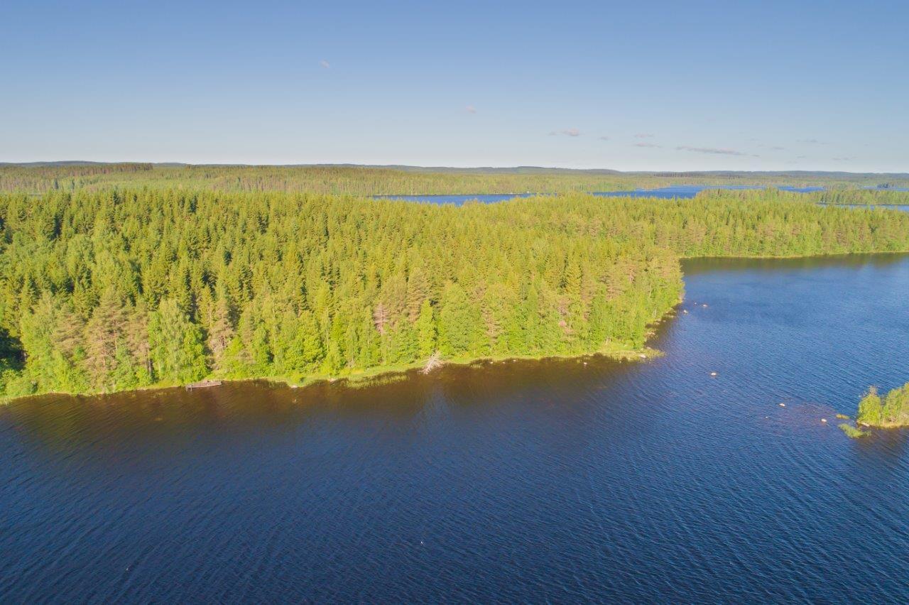 Saari jossa paljon kuusia, rannassa lehtipuita.