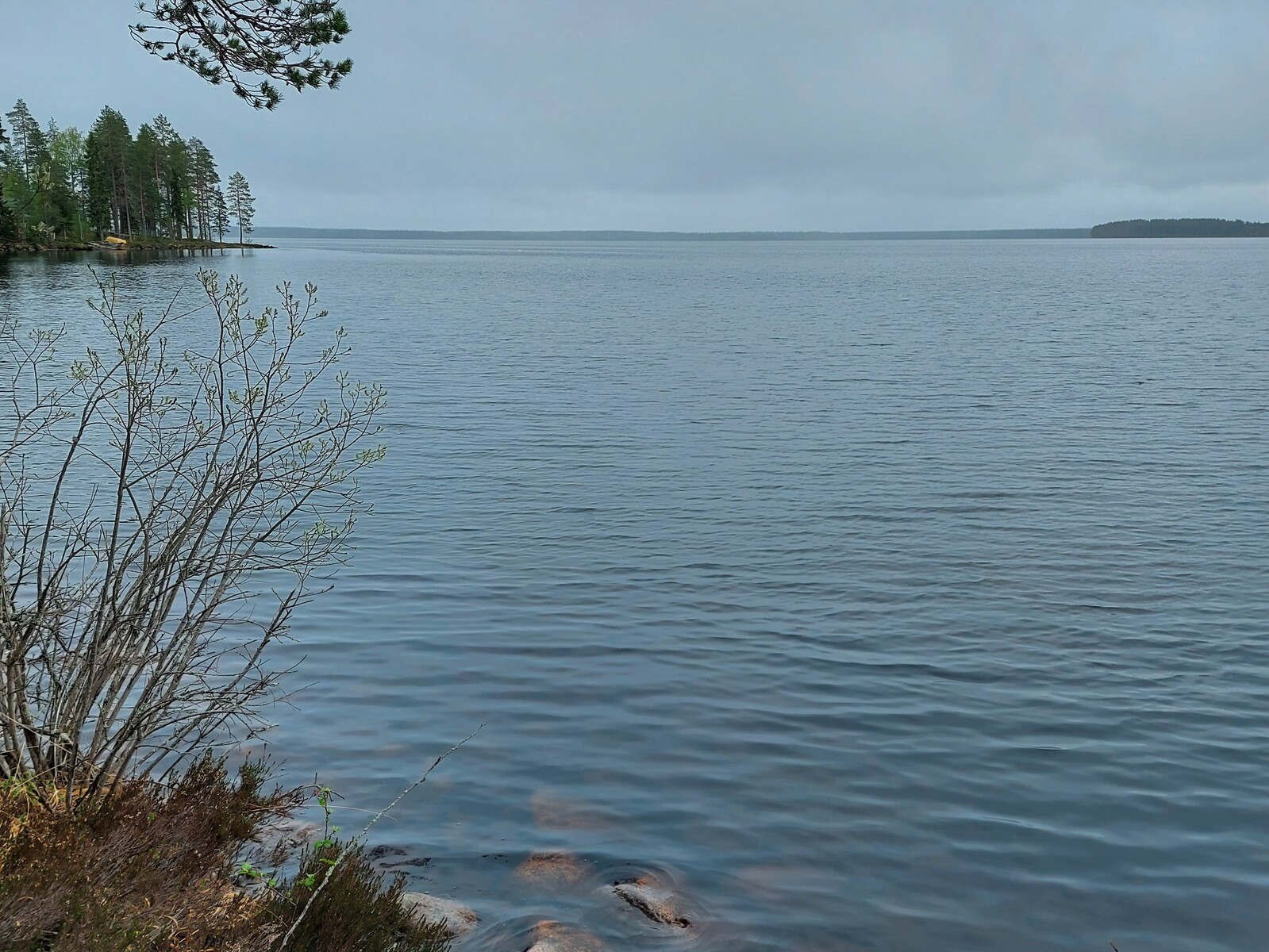 Kuvan etualalla pajupensas ja järven rannassa olevia kiviä. Kauempana näkyy niemen nokka.