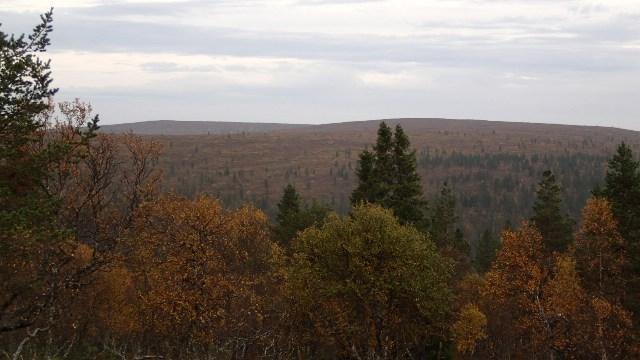 Ruskan värjäämiä puita, joiden takana horisontissa kohoaa tunturimaisema.