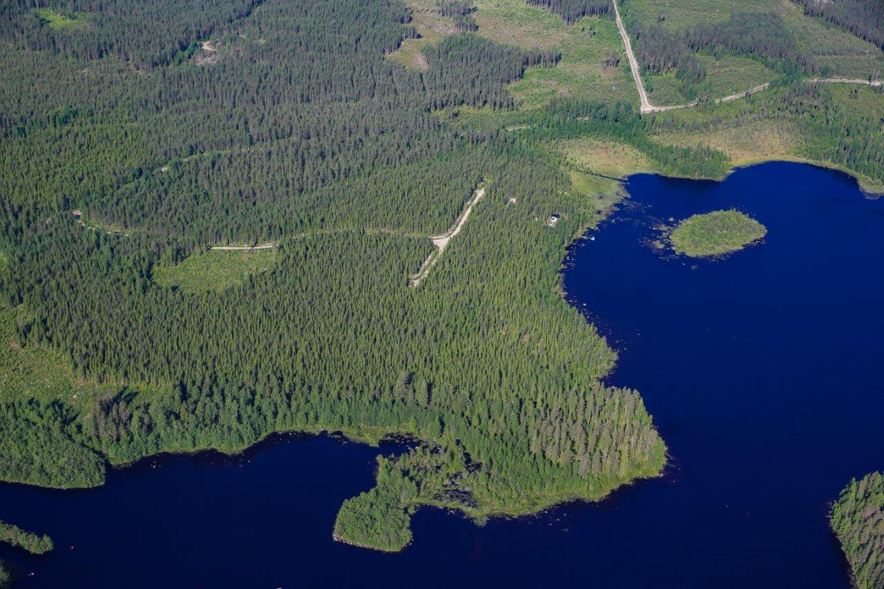 Auringossa kylpevää sekametsää ilmasta käsin kuvattuna.