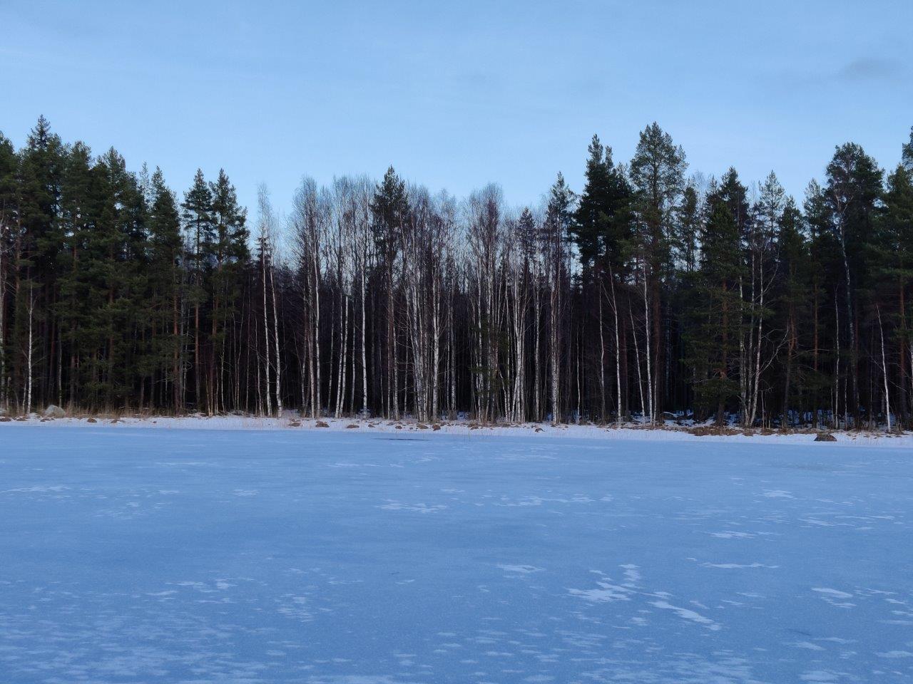 Tontin ranta jäätyneeltä järveltä päin, paljon koivuja ja mäntyjä rannassa.