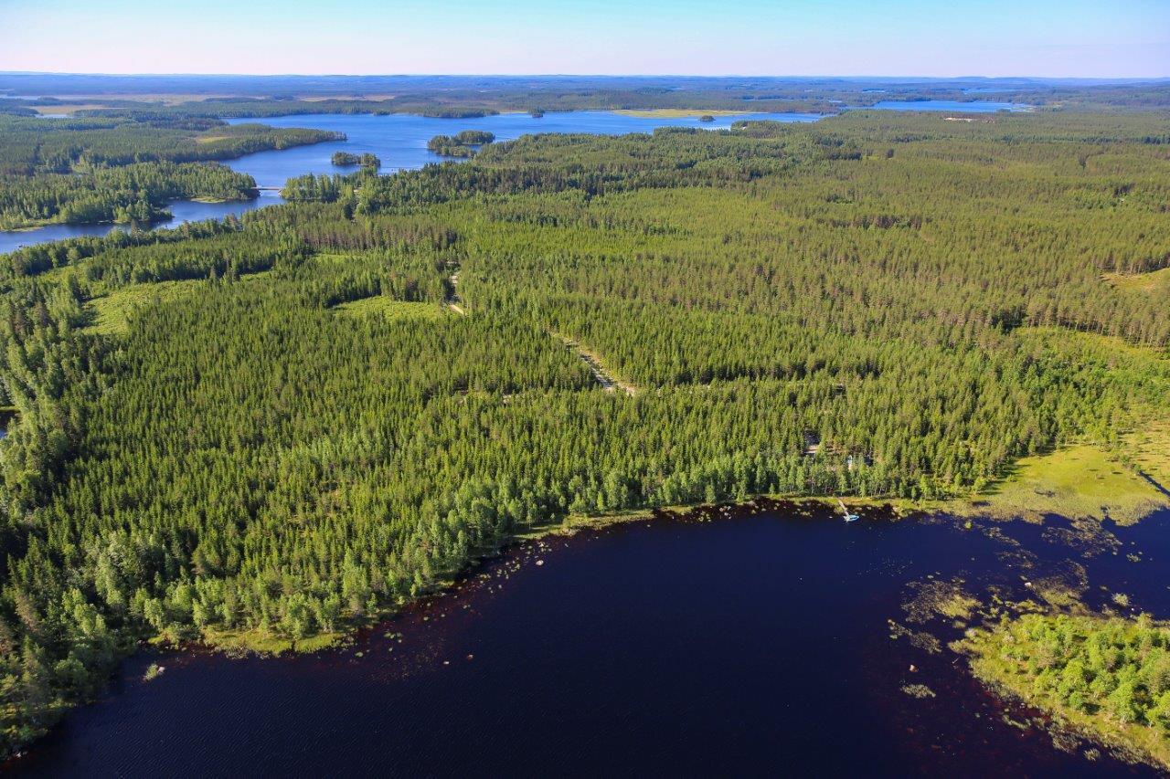 Järven rannassa sekametsää ja suota.