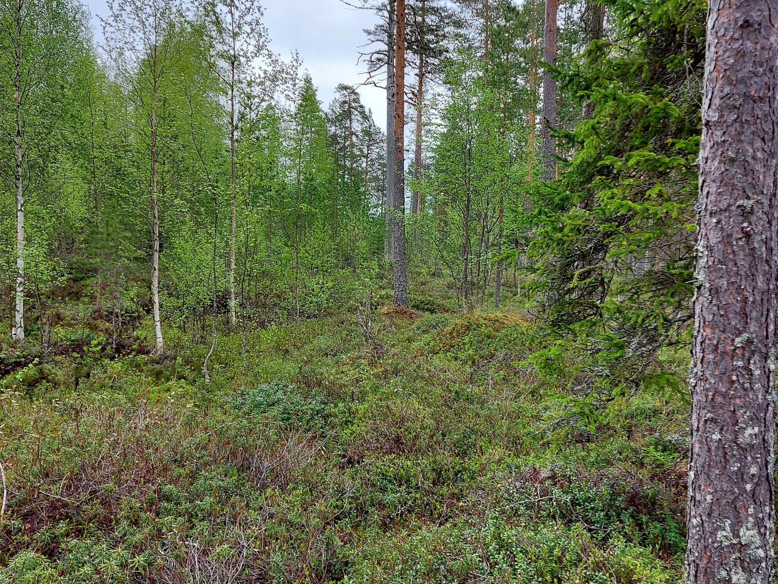 Koivuja, jonka lehdissä on alkukesän kaunis vihreä väri. Kuvan oikeassa laidassa mäntypuita.