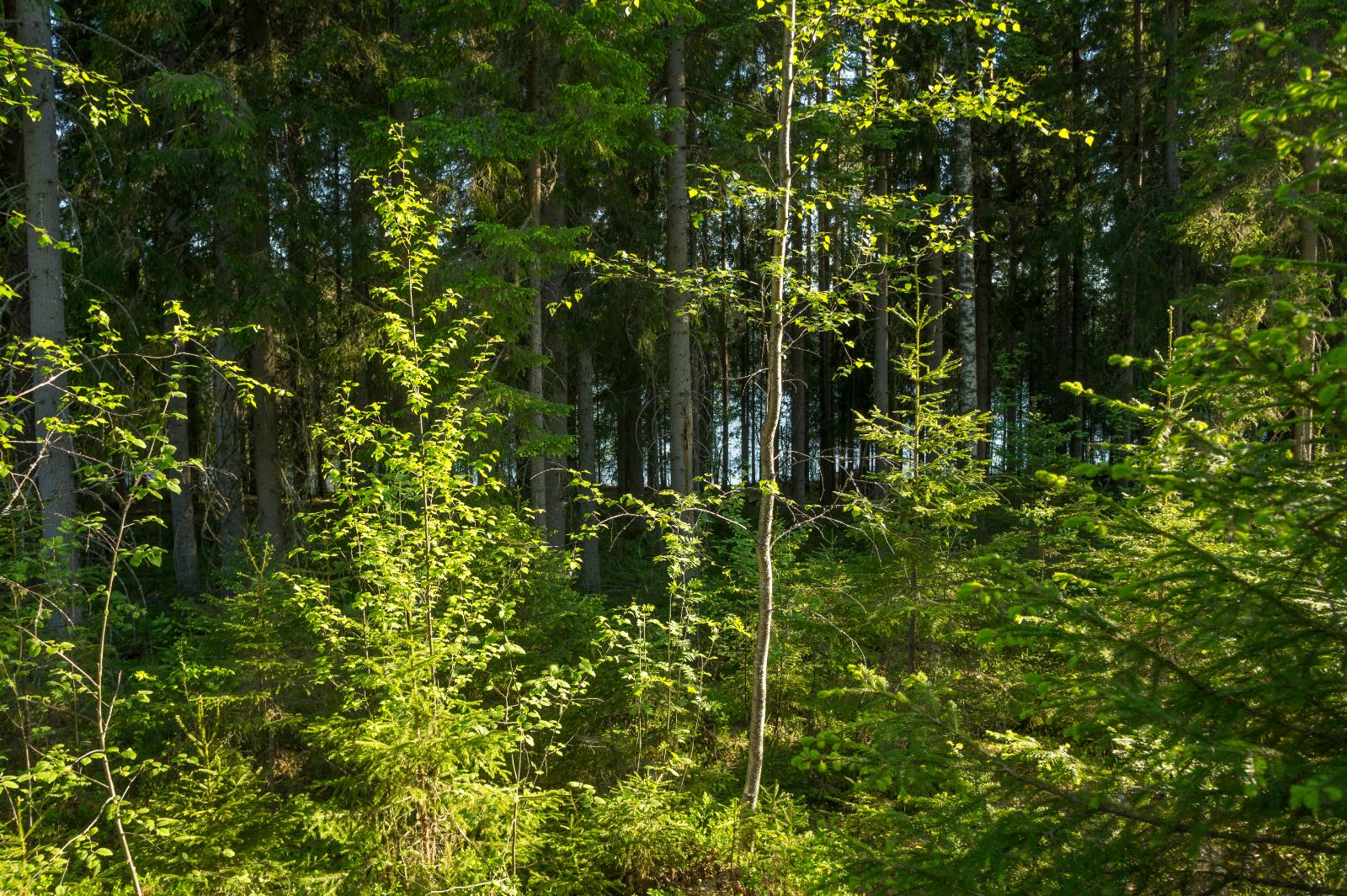 Etualalla koivun taimia, taustalla sankempaa kuusikkoa. Puiden takaa pilkottaa järvi.